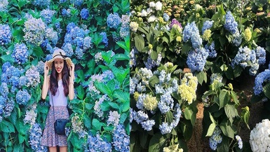 讓繡球花洗版你的IG，美麗夏日的拍照打卡好去處