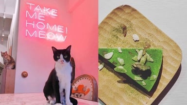 享受與貓兒的快樂時光～精選從北到南 Cat Café 貓奴咖啡廳！