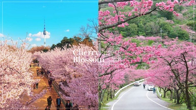 2025新年賞櫻去！首波日韓櫻花季攻略開跑，除了日本東京，韓國這些賞櫻景點也超夢幻