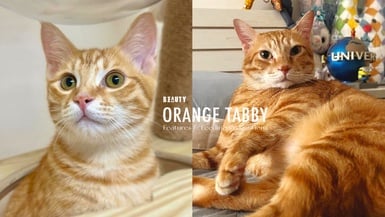 十隻橘貓九隻胖！看似好吃懶動的「橘貓」其實很聰明，橘貓特色＆飼養注意事項一次看