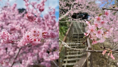 2025阿里山櫻花季開跑：「阿里山賞櫻」熱門景點、交通方式一次看！