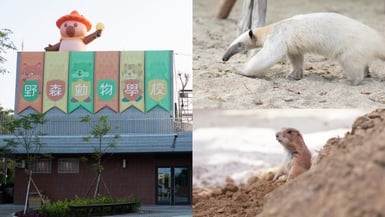 高雄第2座動物園!野森動物學校1/17試營運,食蟻獸、狐獴現身,亮點、票價一覽
