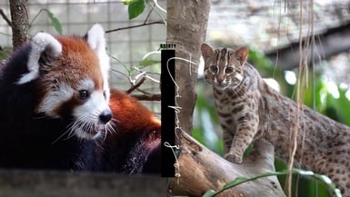 台灣之光！台北市立動物園：它不是觀光景點，是全球最溫柔的動物避風港