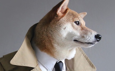 主人有事嗎？生活樂趣從惡搞狗狗開始！