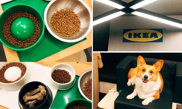 IKEA寵物新品推薦！主人必買寵物慢食碗、超強功能床介紹