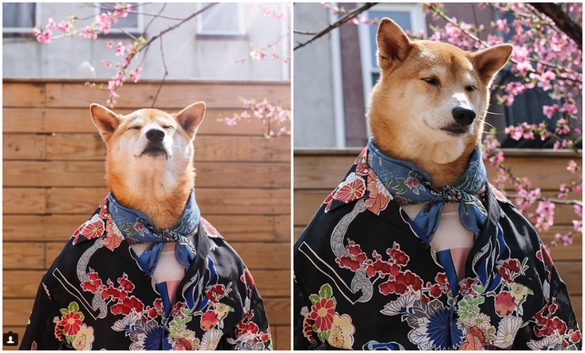 比人還要潮！快跟犬界時尚模特柴柴學穿搭！