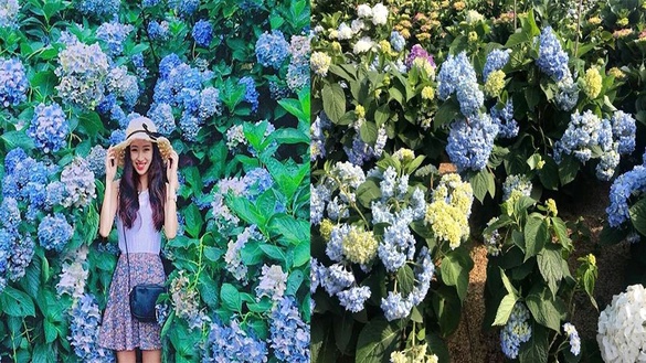 讓繡球花洗版你的IG，美麗夏日的拍照打卡好去處