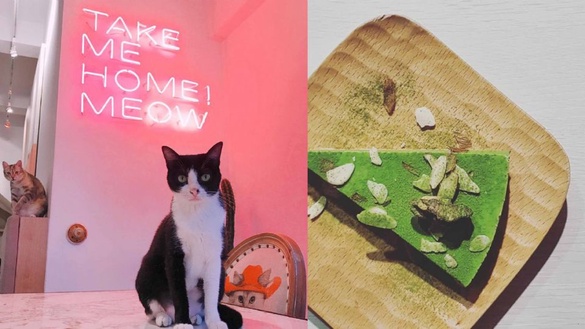 享受與貓兒的快樂時光～精選從北到南 Cat Café 貓奴咖啡廳！