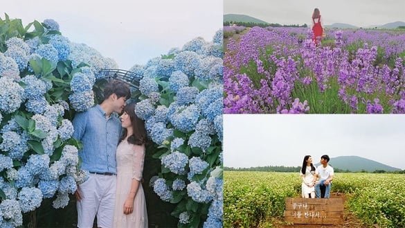 2018濟州島夏日花季開始啦！來杯咖啡搭配浪漫花海，賞花景點不藏私推薦！