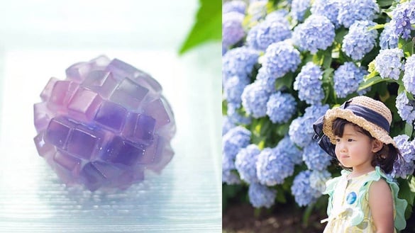 日本梅雨季的小浪漫，一起來賞紫陽花吧