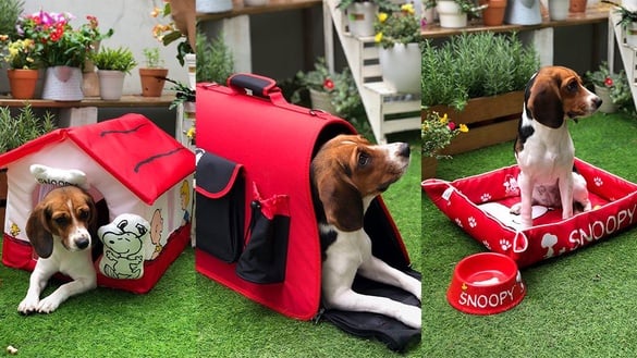 7-11集點「Snoopy」第二彈！這次要連你家的毛小孩都收服！