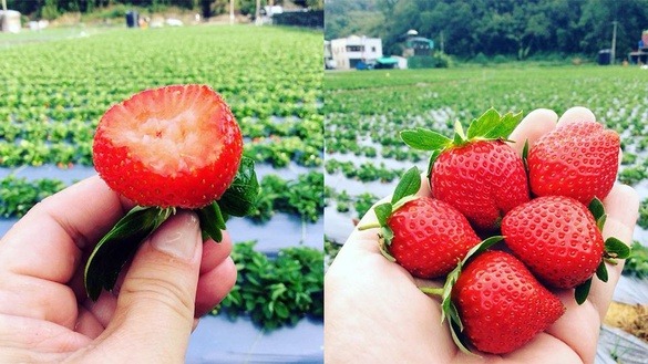 2018「大湖草莓季」提前開跑，不容錯過的5大採草莓地點推薦！