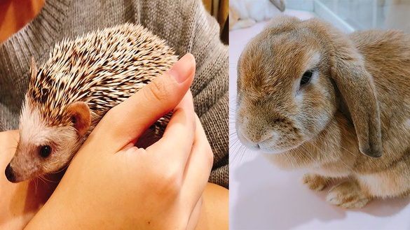 療癒系「Animo」室內動物園，就讓這些可愛的小動物融化你的心吧！