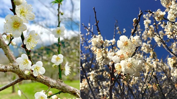 梅花季又到了！除了角板山公園還有這些賞梅景點，週末趕快衝了！