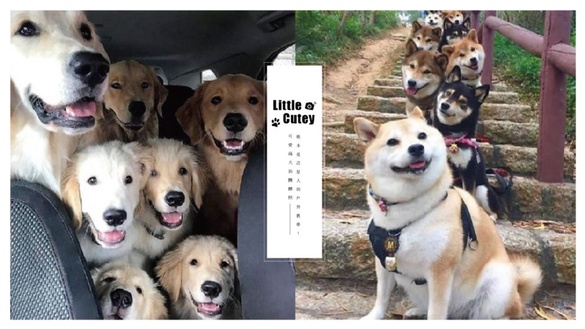 可愛萌犬拍團體照，越拍越多隻，根本是汪星人的戶外教學啦！