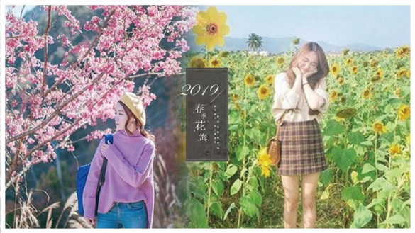 彩色海芋、繽紛櫻花、向日葵迷宮，2019全台春季熱門花海報你知！