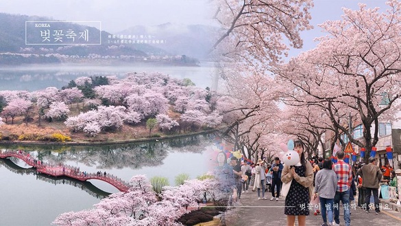韓國「櫻花慶典」懶人包～3、4月櫻花季旅遊絕對不能錯過！