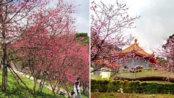 2019台北賞櫻(下)+3！超美夜櫻、必去櫻花隧道詳細地點介紹