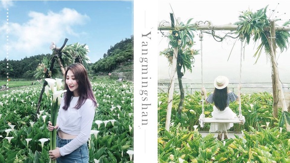 陽明山海芋季來了！最美陽明山海芋園、周邊景點懶人包，快來看看陽明山多好玩！
