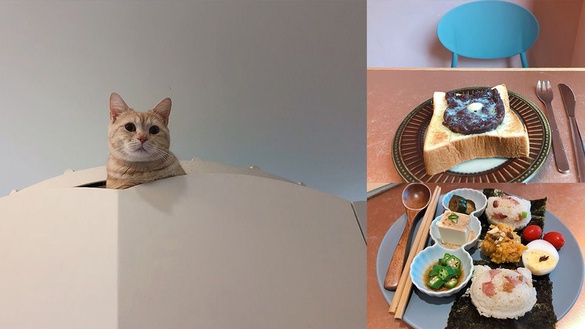 貓迷必來！快到「貓的生活提案 Cats' Day」與貓咪玩耍，還有美味的手工飯糰套餐、紅豆泥烤土司都是必點喔！