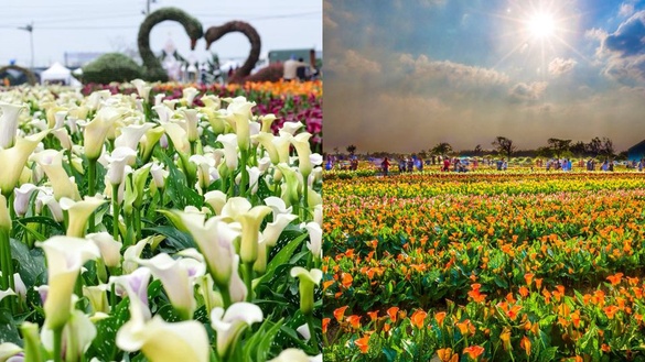 「2019桃園彩色海芋季」登場4/21止！超美8萬株彩色花海，詳細地址時間介紹