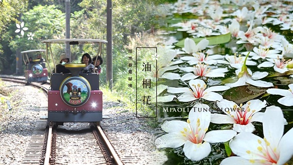 苗栗桐花季來了！春遊秘境報給你知，浪漫賞桐花五月雪、看螢火蟲，這樣玩就對了！