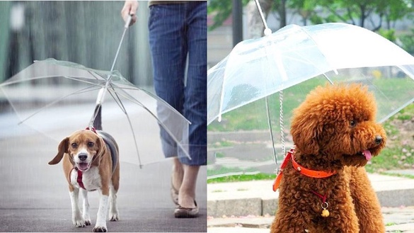 下雨溜狗必備！超狂「毛小孩專用雨傘」，再也不怕狗狗淋雨感冒啦！