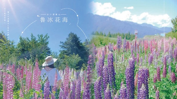 這不是紐西蘭！台中福壽山「魯冰花海」，讓你彷彿置身仙境般的夢幻感～