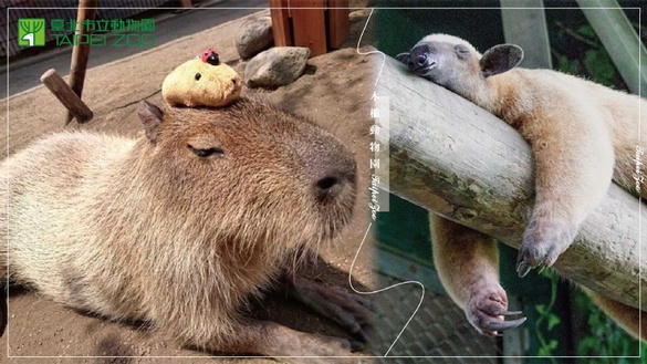木柵動物園也有「樹獺」和「水豚君」了！等了13年，熱帶雨林館終於開幕啦！