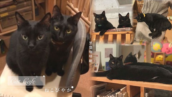 黑貓控必訪！日本「黑貓咖啡廳」，巨量的超萌黑貓讓你有個療癒時光～