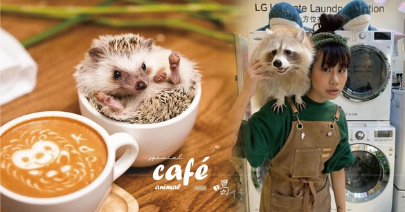 台北「獵奇動物」咖啡廳推薦！「小狐朦、刺蝟、鱷魚」咖啡廳，陪你度過放鬆午後～