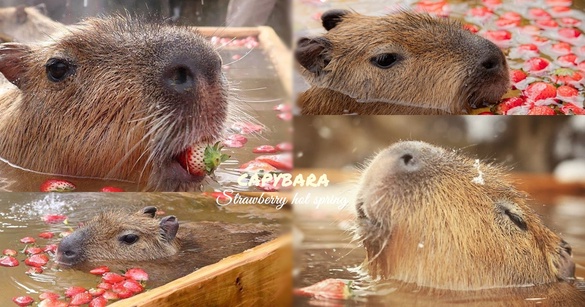 動物園也有「草莓季」！日本水豚君「草莓露天風呂」，頭頂草莓的水豚君太療癒！