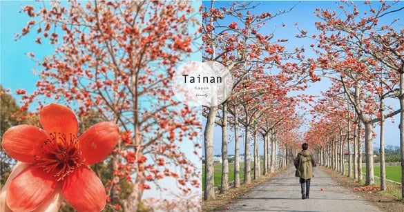 全球最美橘紅色的奇蹟～台南「木棉花隧道」拍照超仙！讓你顯白又像下凡，趁連假快衝！