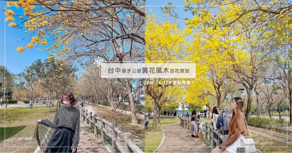 2020 IG 打卡景點推薦！台中廍子公園黃花風木百花齊放，夢幻程度讓人屏住呼吸！