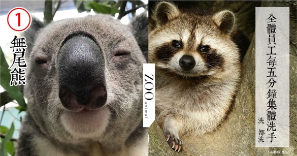 防疫動物也有責！台北市立動物園推出「超ㄎㄧㄤ動物防疫政見發表」，萌度破表啦！