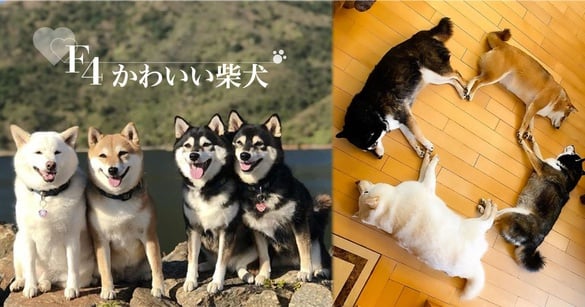 日本最萌柴柴家庭來了！天使微笑＋偶像站位，柴犬界 F4 實至名歸！