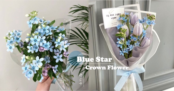 看膩玫瑰花？韓妞新寵兒「藍星彩冠花」星星花瓣＋獨特葉形，絕對不怕撞款！