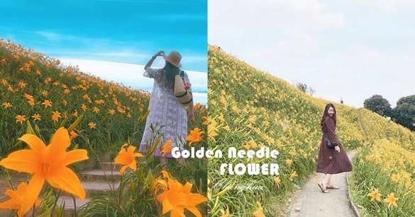 遍地金針花盛開！彰化花壇虎山巖「金針花海」夢幻指數爆表，快把握花期賞花去！