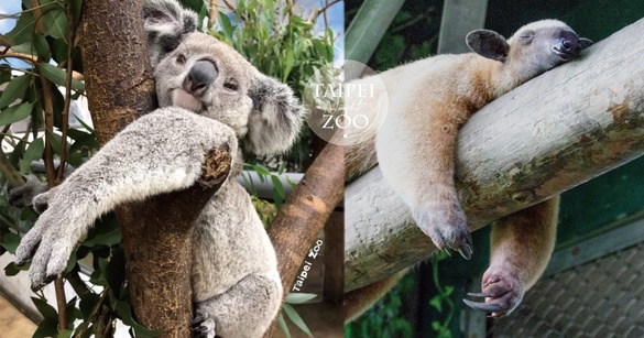 「夜間動物園」來了！台北市立動物園限時7天「夜間開放時段」，加碼這天能領動物繡片