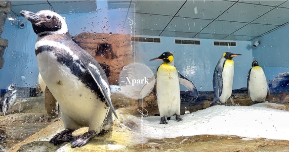 日本人氣水族館「Xpark」8/7正式開幕，海豹、企鵝、企鵝咖啡館，全館亮點帶你搶先看！