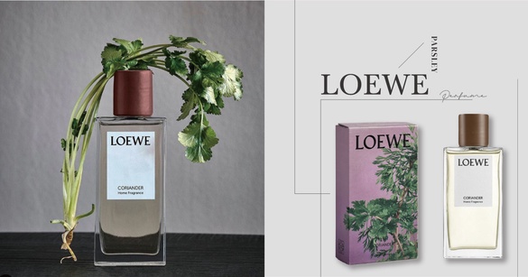 LOEWE「香菜香氛」超狂登場，完整呈現自然香菜味！加碼精品「香菜香水清單」推薦～