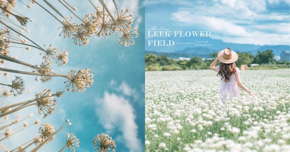 韭菜花季來了！特搜3大「韭菜花田」景點，不只桃園大溪、彰化北斗也在下「9月雪」