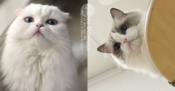 大家來找碴！8張「萌系貓圖」脫窗燒腦找差異，最後一張超難找碴成功！