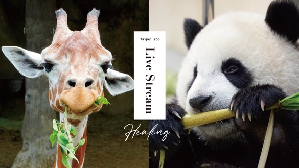 「沒人氣動物園」線上開播！不能逛動物園沒關係，在家也能看無尾熊、長頸鹿吃播