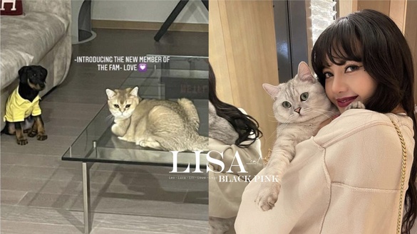 Lisa毛小孩新寵+1！帶你來認識「L家族」，指定品種掀韓網兩極論戰