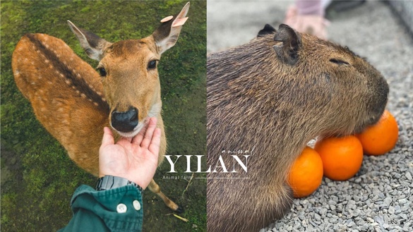 10間「宜蘭動物農場」推薦！近距離接觸斑比、水豚、小驢子，假日就來找動物玩耍吧！