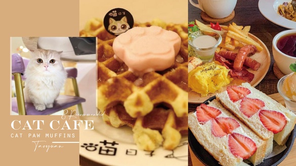 貓奴必訪！桃園8家貓咪咖啡廳推薦，喵日子café貓掌鬆餅人氣必吃，「這家」還能看夜景