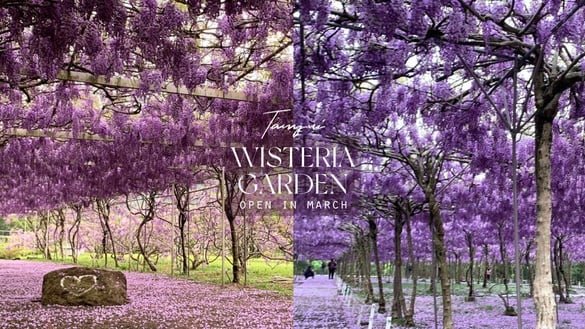 超夢幻「淡水紫藤園」3月開放！上千株紫藤花海浪漫盛開，限期兩周必朝聖