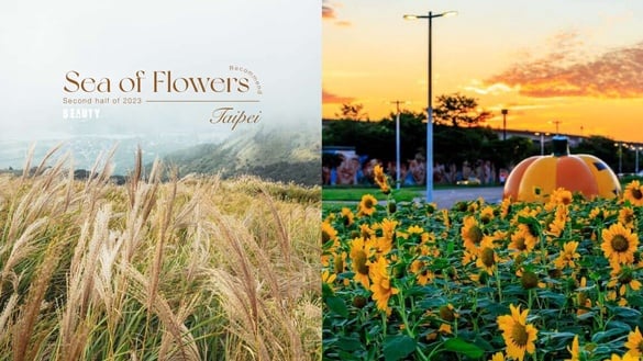 2023台北下半年花海推薦TOP6！17萬盆向日葵爆炸盛開、陽明山絕美秋芒花浪一次看！
