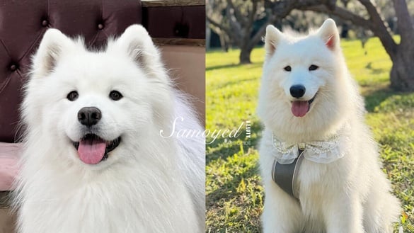 「微笑天使」薩摩耶犬照顧攻略！6大療癒特點超受歡迎，飼養注意事項＆健康問題一次看